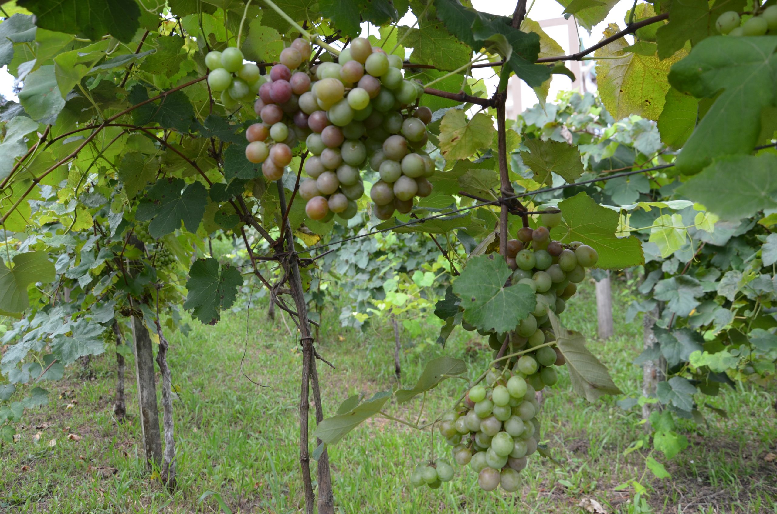 Fase de amadurecimento das uvas Goethe safra 2021 Casa Del Nonno 6 scaled