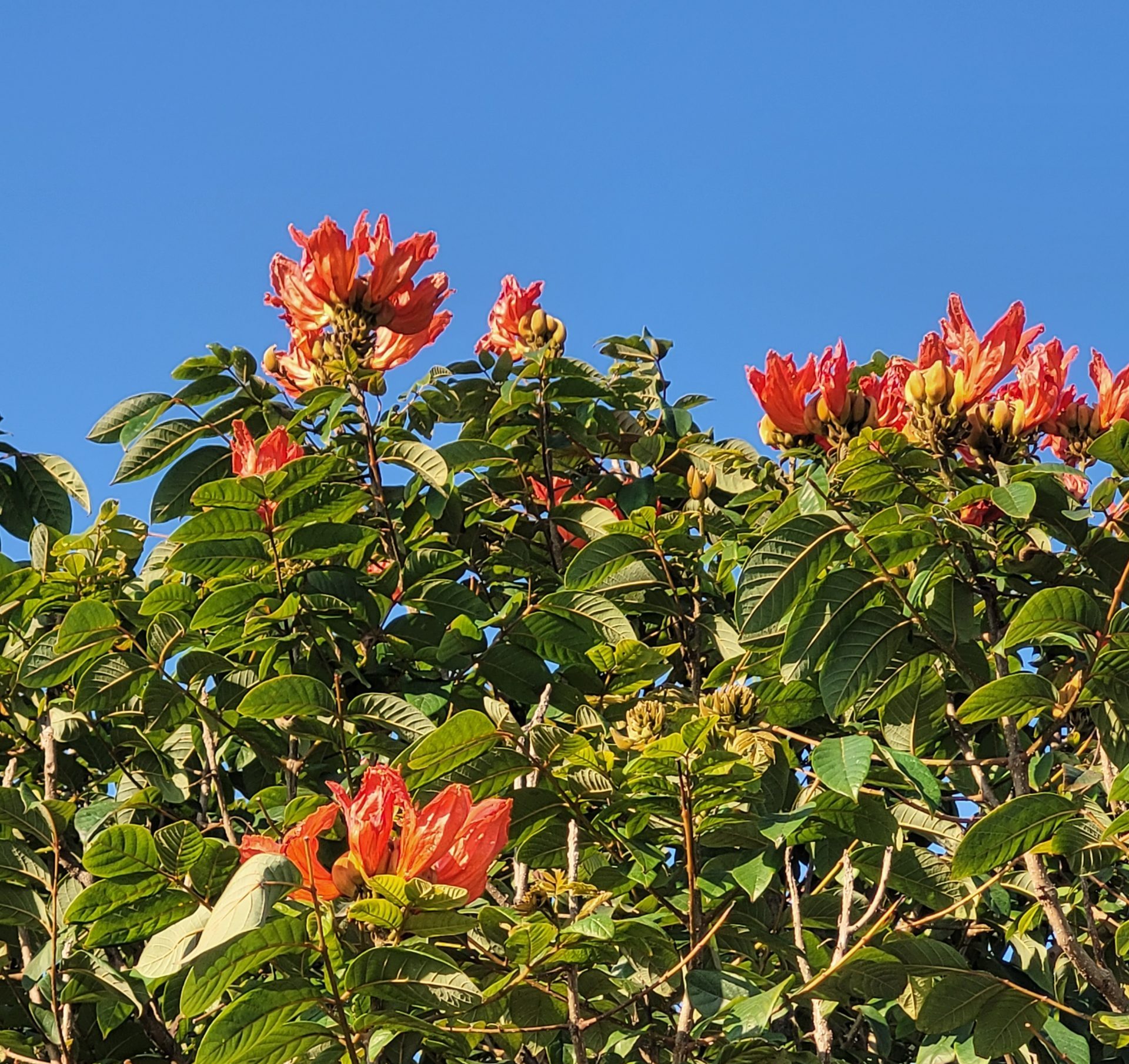 UEMASUL distribui mudas de espécies arbóreas e frutíferas em