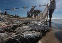 Suspensão da pesca da tainha mobiliza pescadores e autoridades em SC