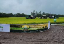 Colheita do arroz de Santa Catarina inicia oficialmente nesta sexta-feira (31)