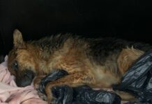 Adolescente é apreendida pela PM por maus-tratos a cachorro, em Orleans