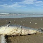 Pescadores esperam melhora nas condições climáticas para a pesca da tainha