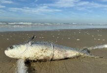 Pescadores esperam melhora nas condições climáticas para a pesca da tainha