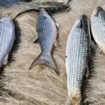 Pesca artesanal da tainha em Santa Catarina vai receber cota extra