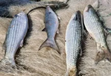 Pesca de tainha na modalidade arrasto de praia está suspensa