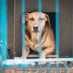 Projeto “Lei Orelha” é aprovado na Alesc com multas mais severas para maus-tratos contra animais