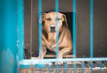 Projeto “Lei Orelha” é aprovado na Alesc com multas mais severas para maus-tratos contra animais