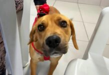 Cocal do Sul amplia mutirão de castração e inicia atendimento de cães