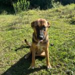 Bem-estar Animal de Urussanga orienta sobre como proceder em casos de suspeita de envenenamento