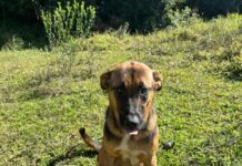 Bem-estar Animal de Urussanga orienta sobre como proceder em casos de suspeita de envenenamento