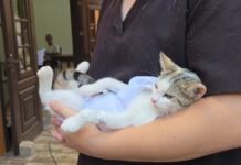 Urussanga abre inscrições para castração de cães e gatos no bairro Bom Jesus
