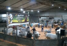 Feira AgroPonte encerra 15ª edição com público próximo de 110 mil visitantes