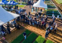 Cooperja realiza 5ª edição do Campo Agroacelerador de Inverno em Jacinto Machado