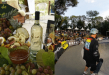 Concurso de Vinho Artesanal e Skate Park entram no calendário oficial de Urussanga